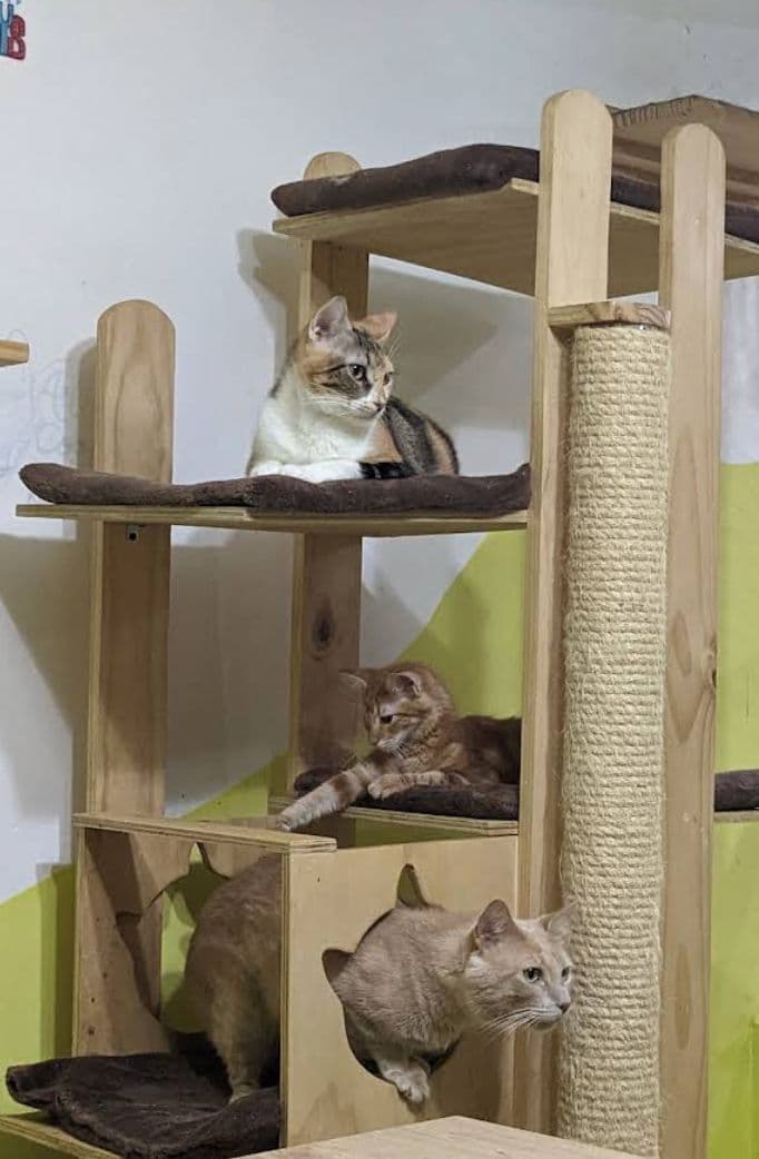 Rescued cats resting on a cat tree at Café Fundación, a cowork café and animal sanctuary near Caobo Home in Medellin