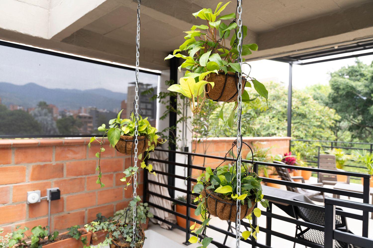 Hanging plants on the rooftop terrace with city and mountain views in the background