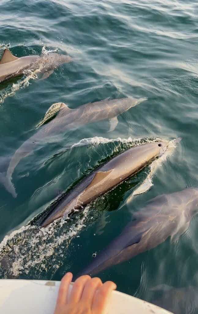 Dolphin watching near Puerto Escondido