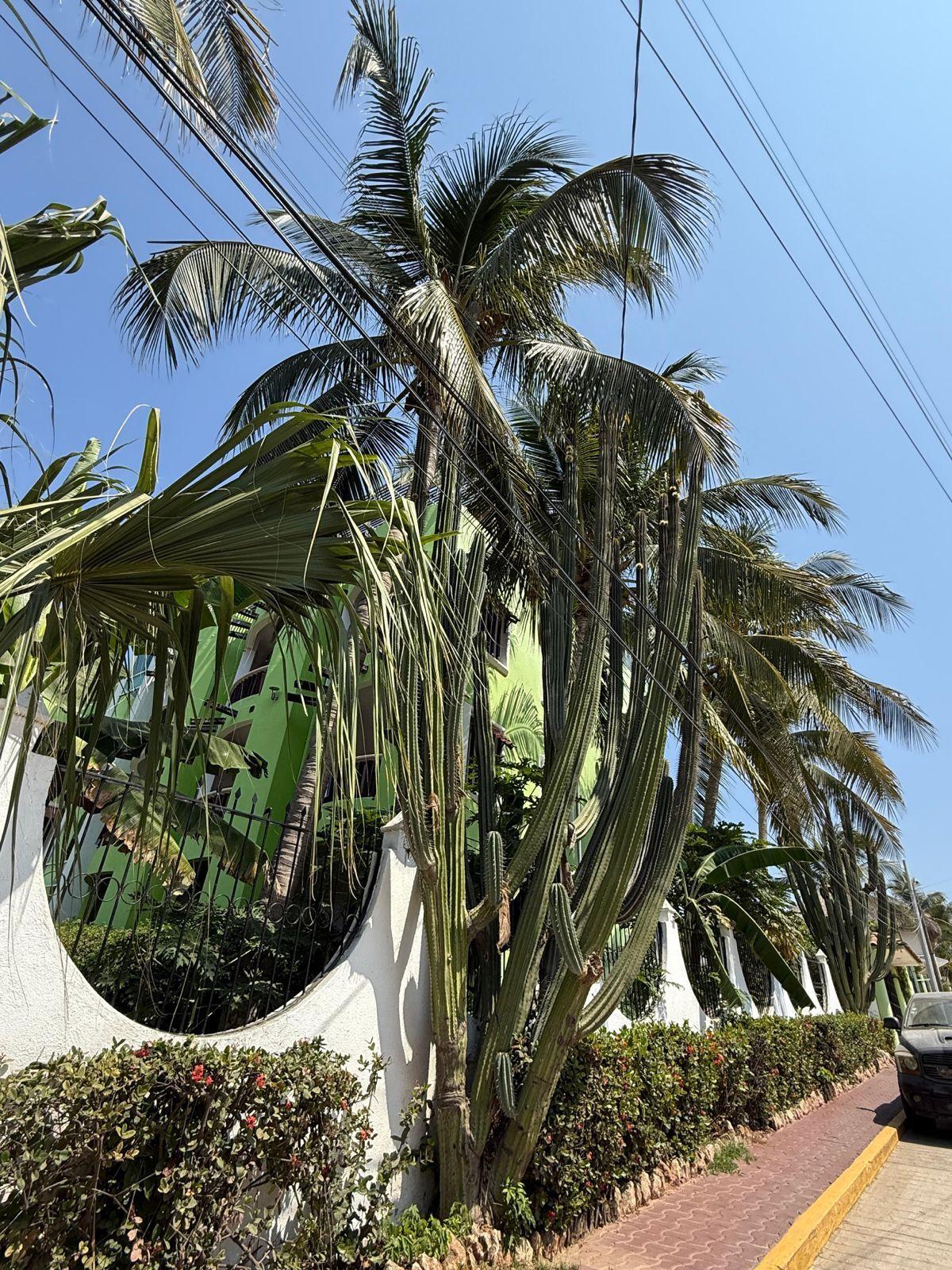 Streets of Puerto Escondido with white building, palm trees and cacti