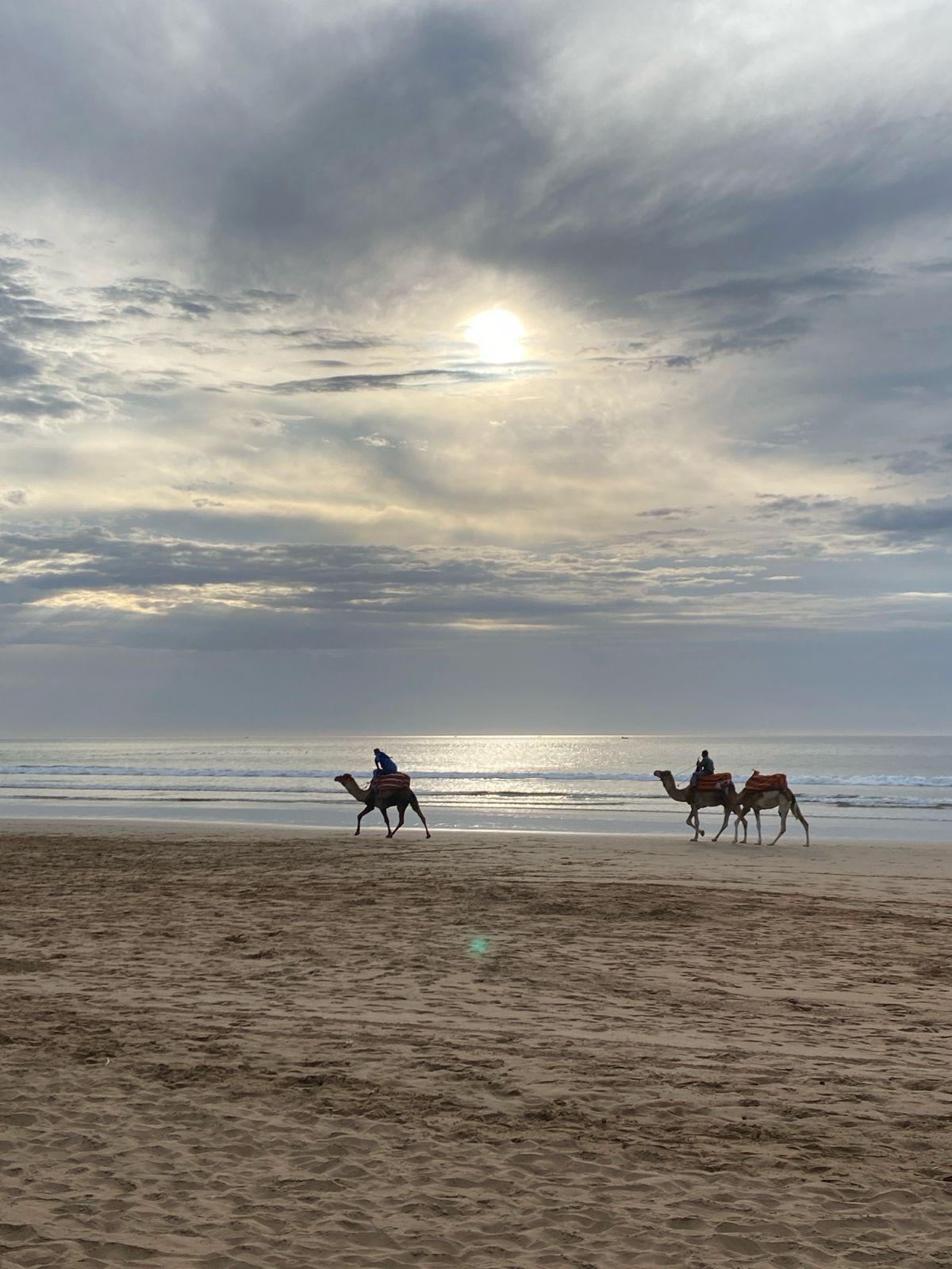 Two camels with riders walking along the beach near Tamraght at dusk