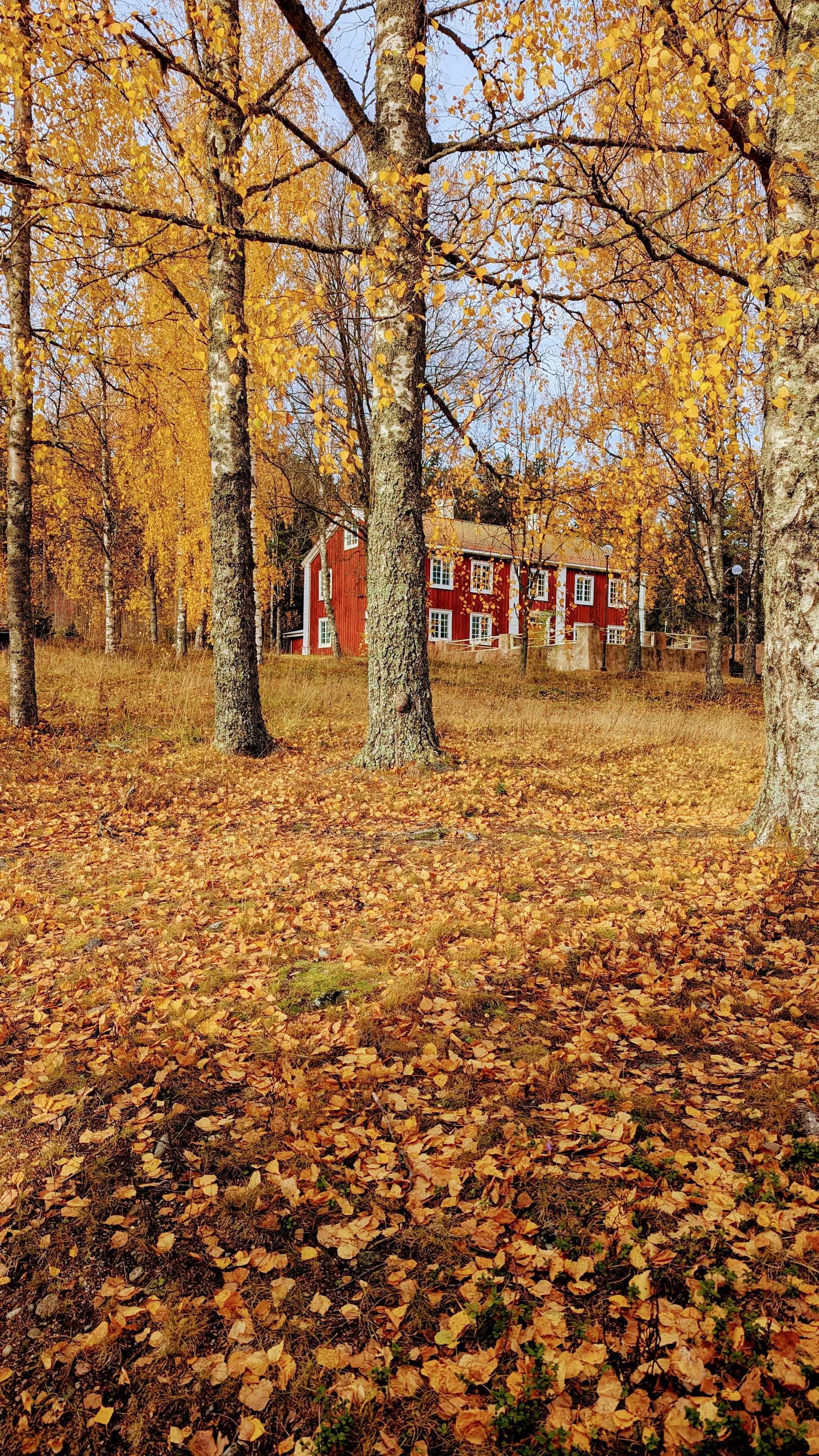 Autumn colors at Murberget open-air museum