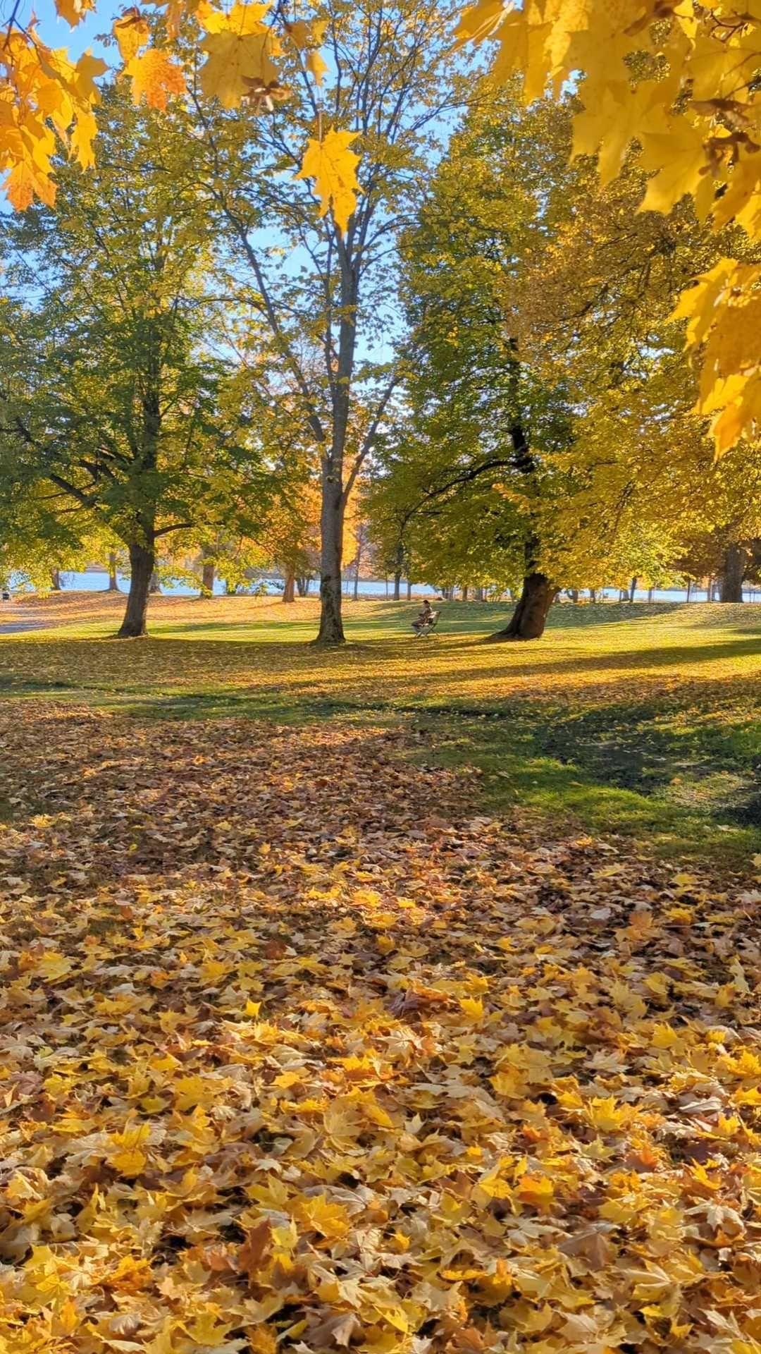 Autumn foliage in a park in Härnösand