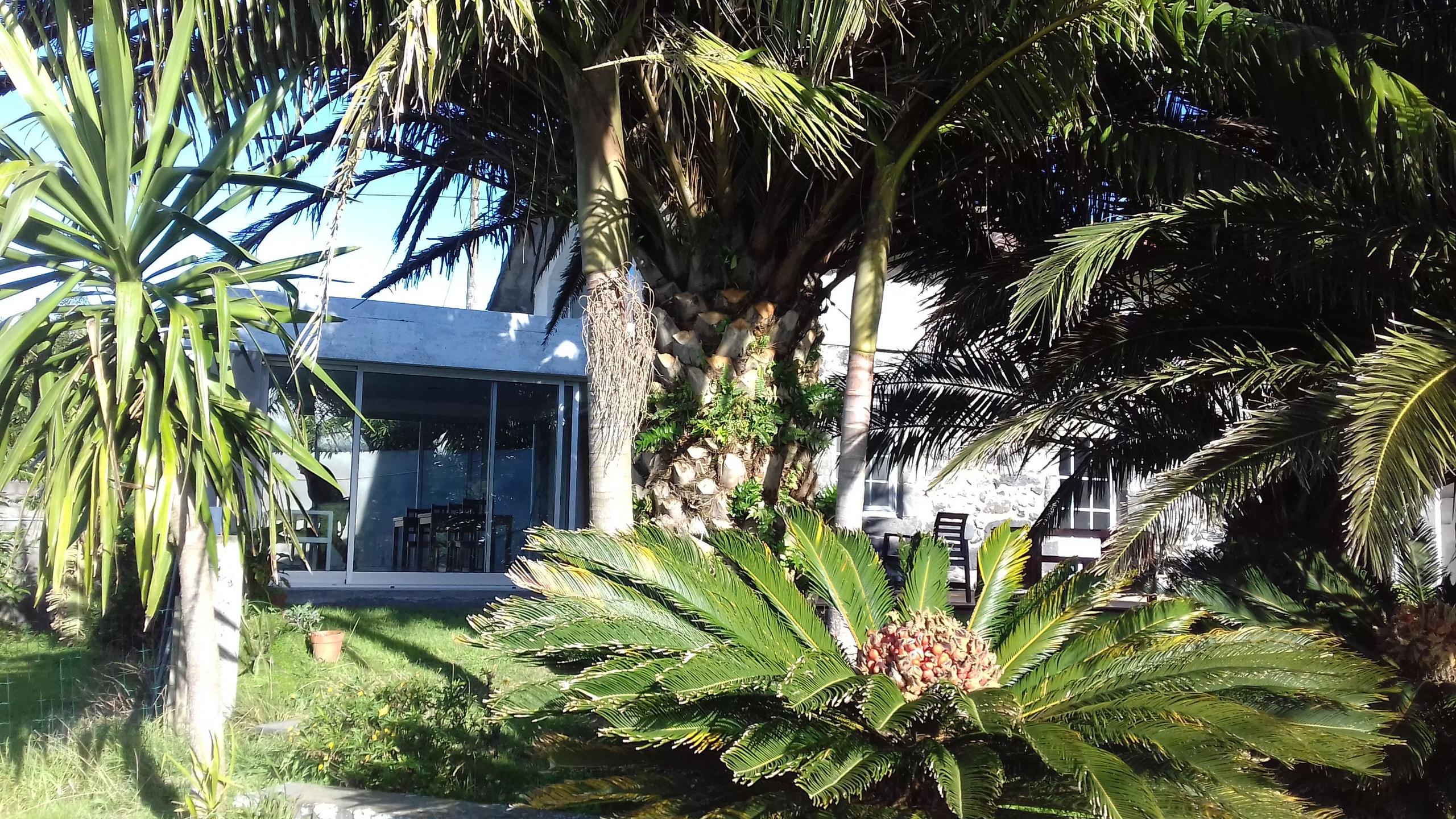 View of the Novovento guesthouse exterior through tropical palm trees and lush garden