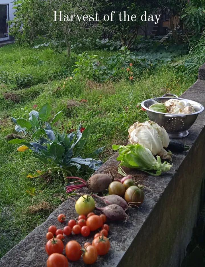 Fresh vegetables harvested from the garden displayed on a stone ledge, with the garden in the background. Caption reads 'Harvest of the day'
