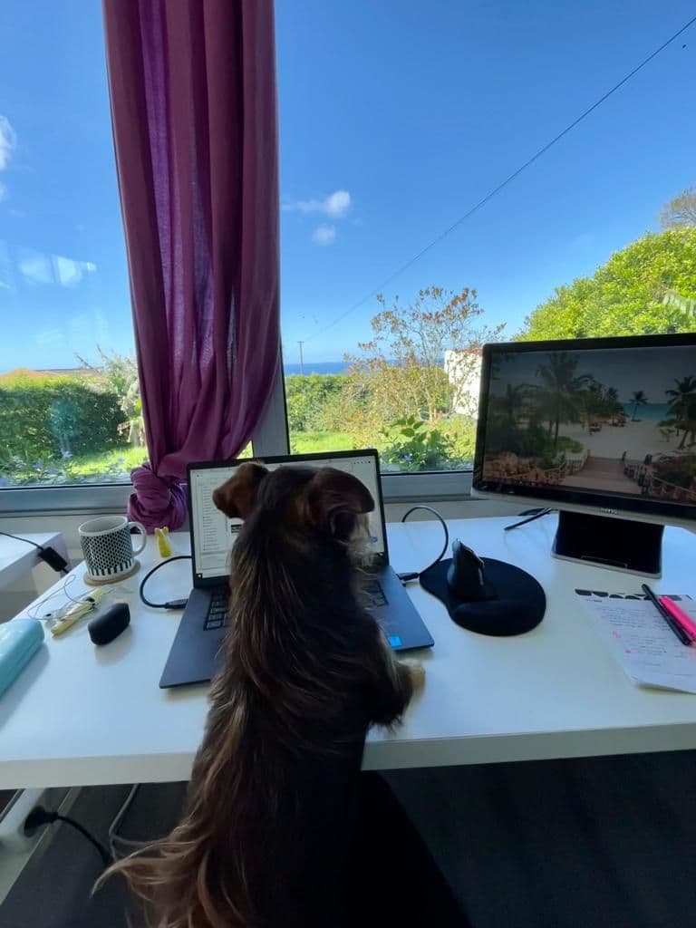 A dog sitting at a desk with laptops and monitors in L'Atelier coworking space, with a large window overlooking the ocean and garden