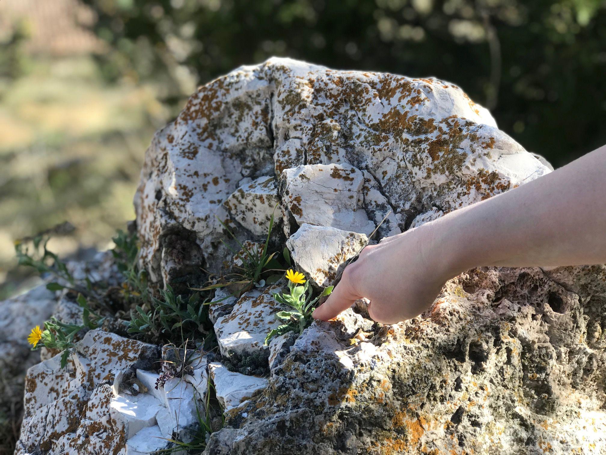 Hand touching a small yellow wildflower growing from a white limestone rock in the mountains