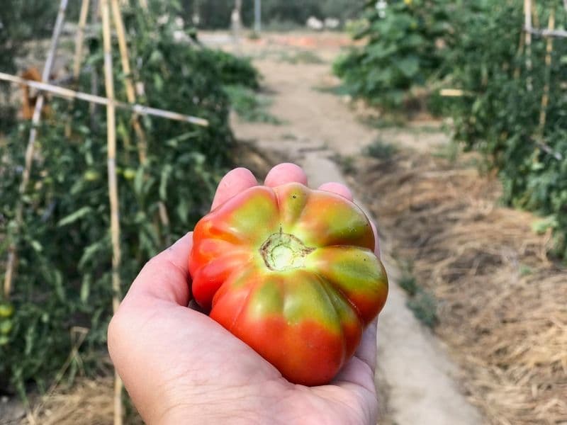Hand holding a large organic heirloom tomato freshly picked from the permaculture garden