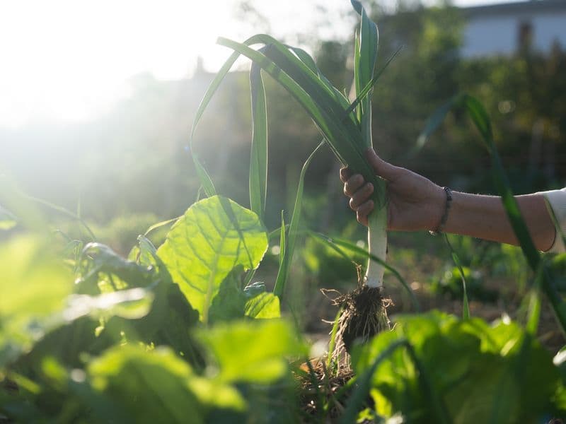 Hand pulling a spring onion from the organic permaculture garden in golden morning light