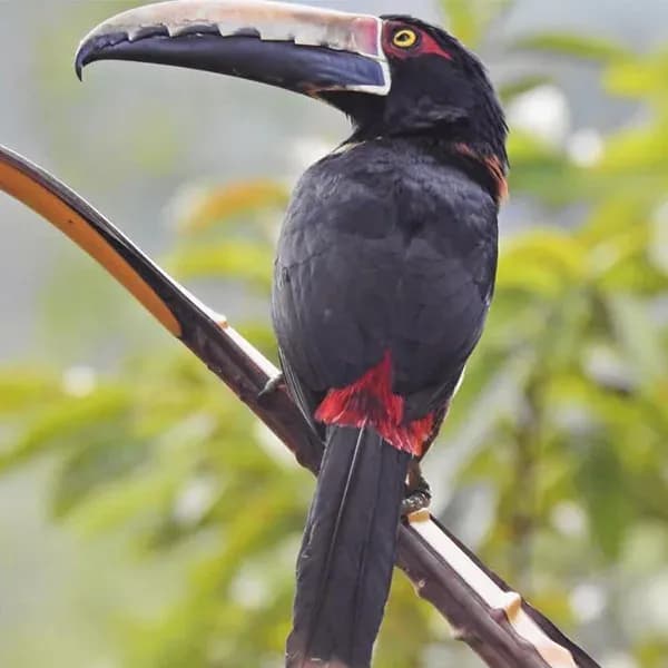 Birds in San Rafael, Colombia