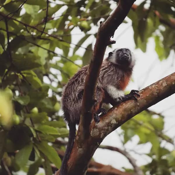 Monkeys in San Rafael, Colombia