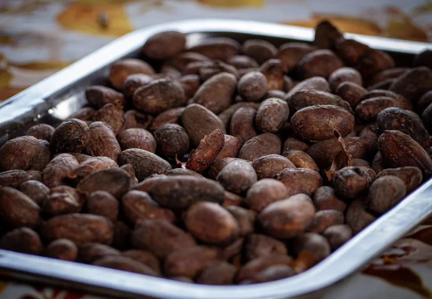 Cacao tour at a regenerative farm in San Rafael, Colombia