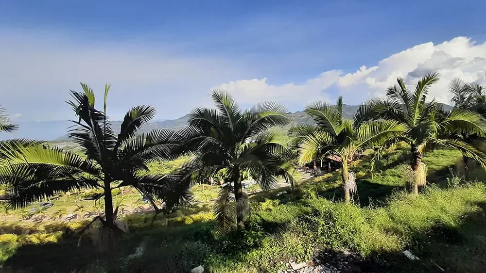 Garden view at the Jericó coliving location