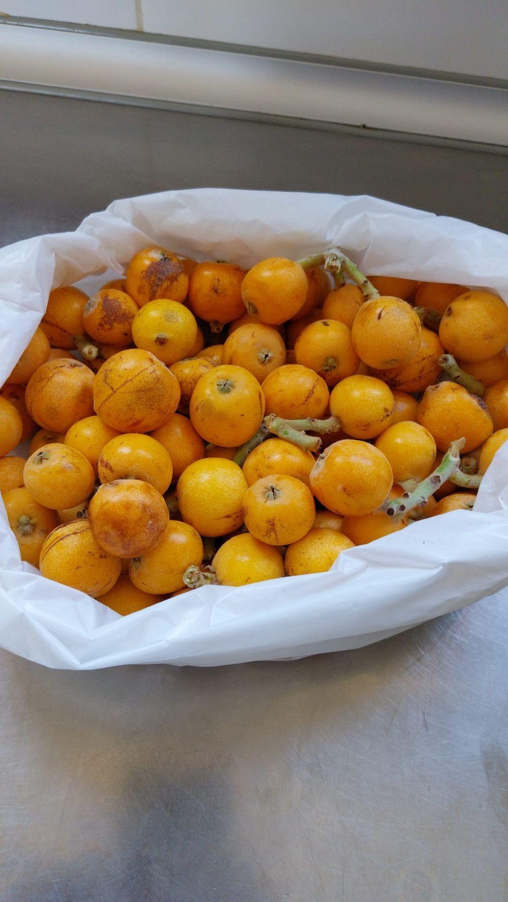 A bag of freshly picked loquats from the local area