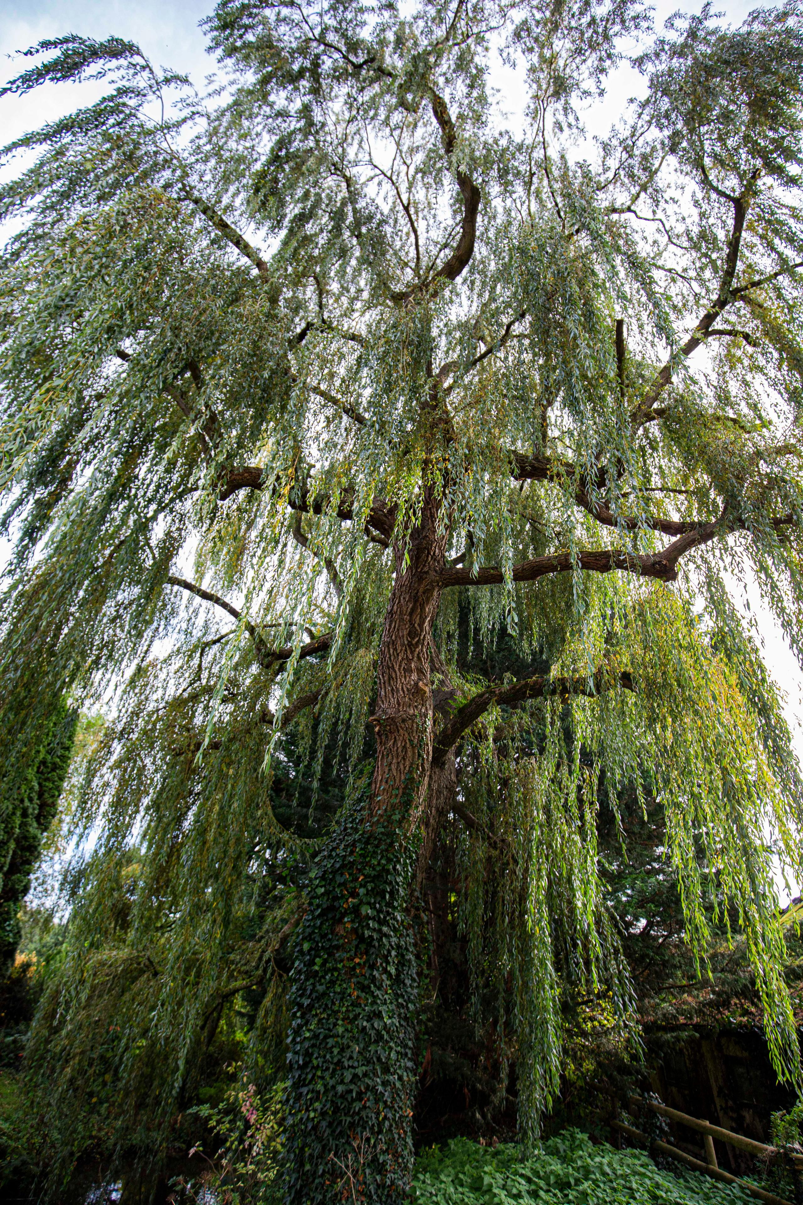 A large weeping willow tree in the grounds of Selgars Mill Estate