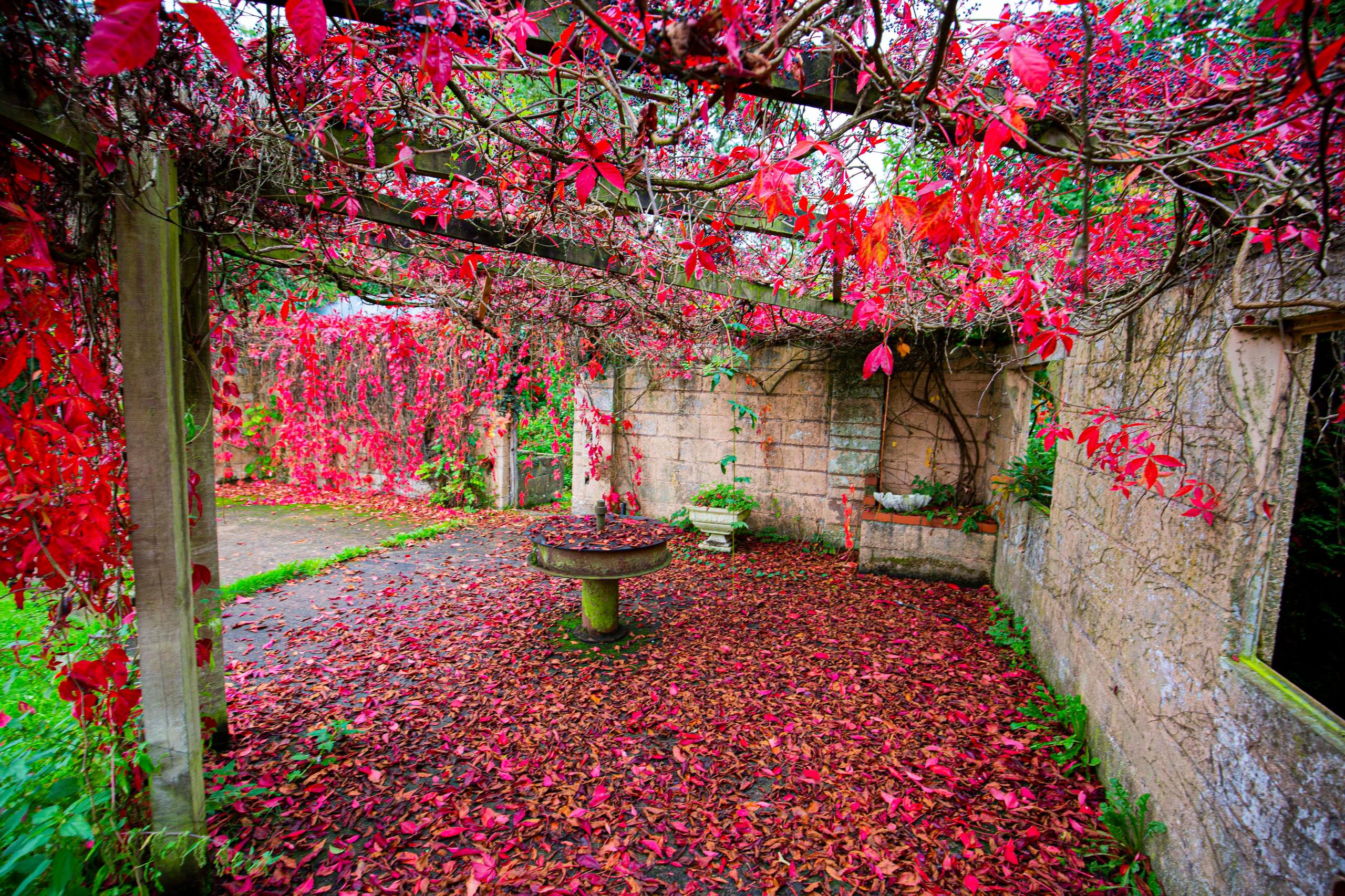 Outdoor courtyard covered in red autumn leaves with stone walls and pergola