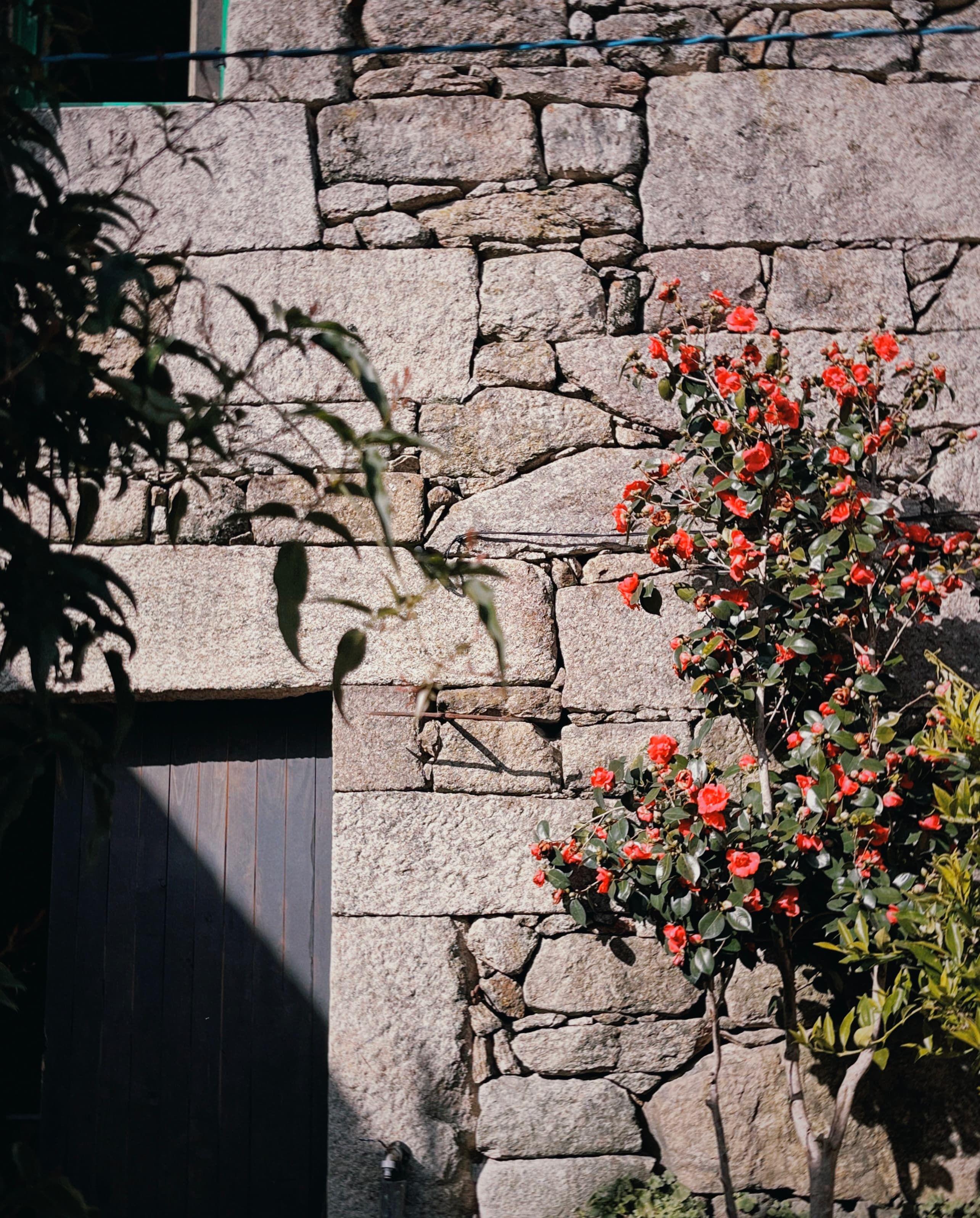 Stone wall exterior of the tool workshop building with a blooming camellia tree