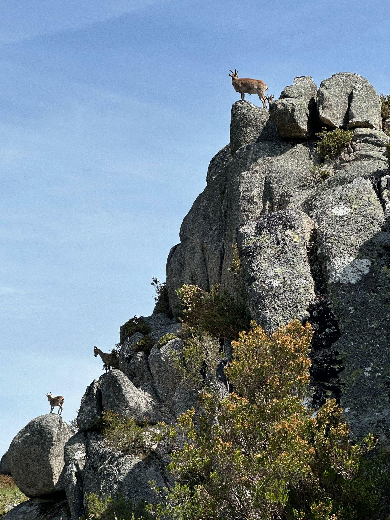 Wild Goats on Mountain