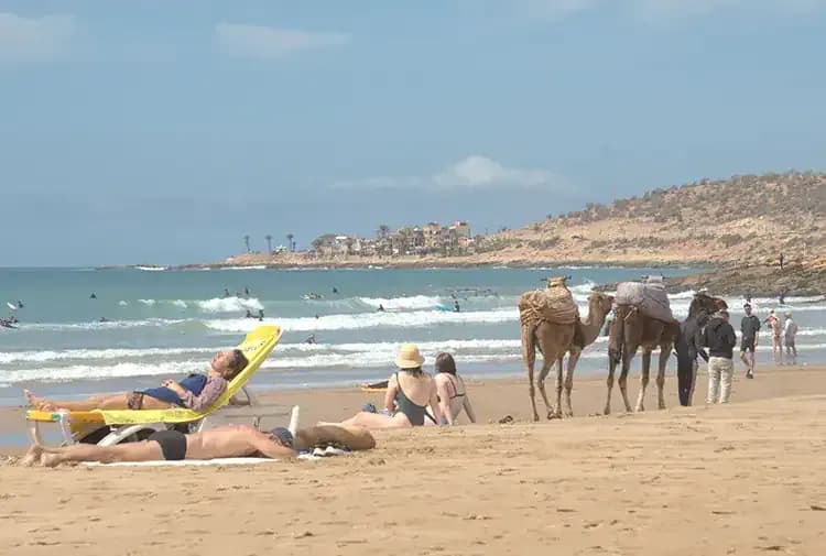 People sunbathing and camels at beach in Taghazout