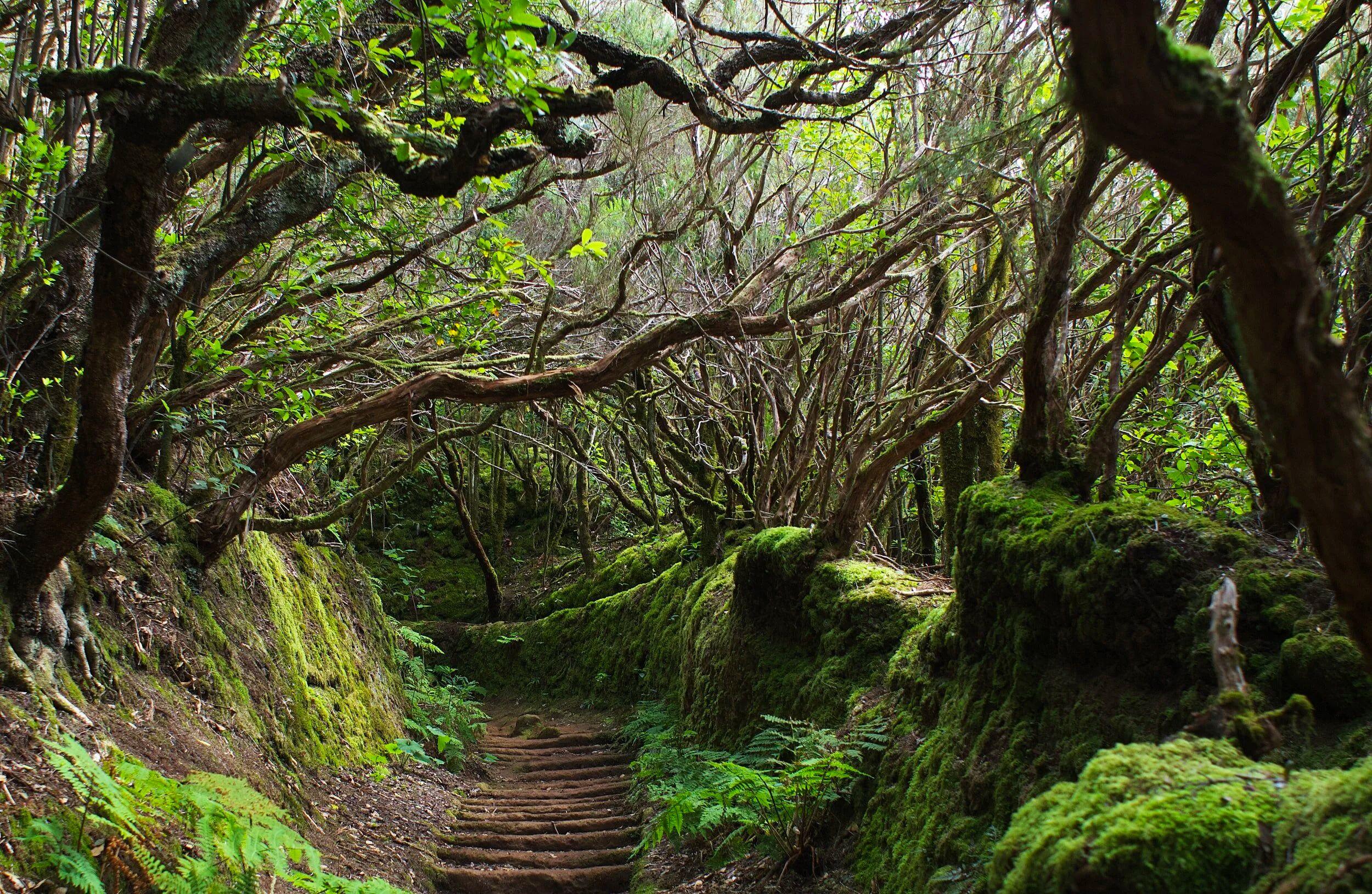 Hiking through the natural landscapes of Tenerife