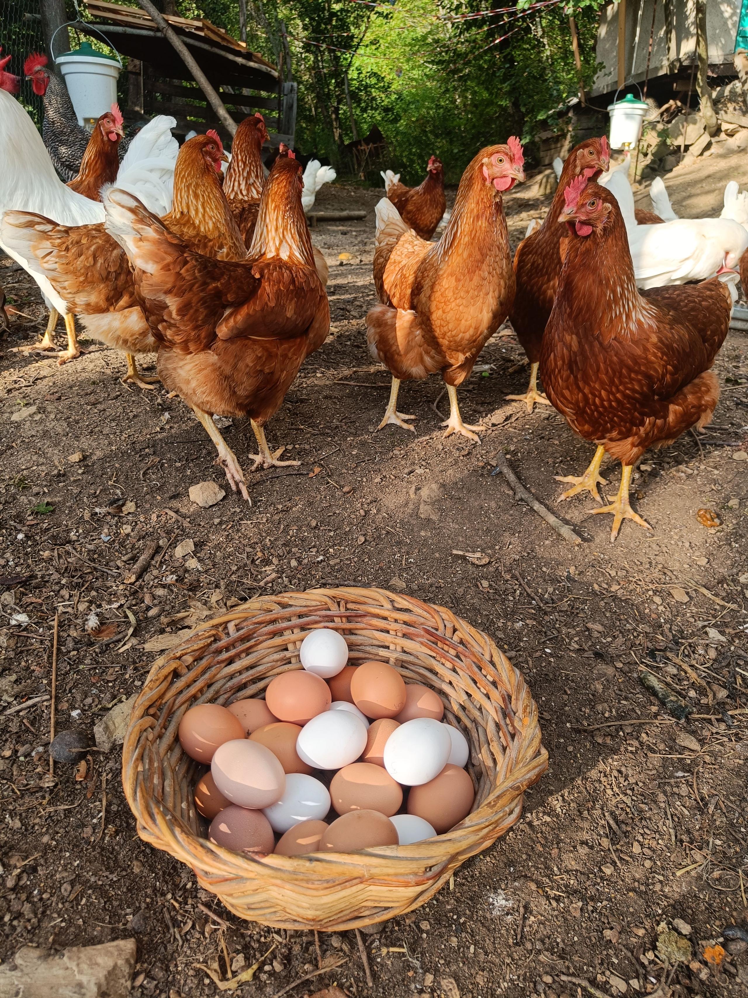 Free-range chickens on the farm with a basket of fresh eggs collected from the coliving's hens