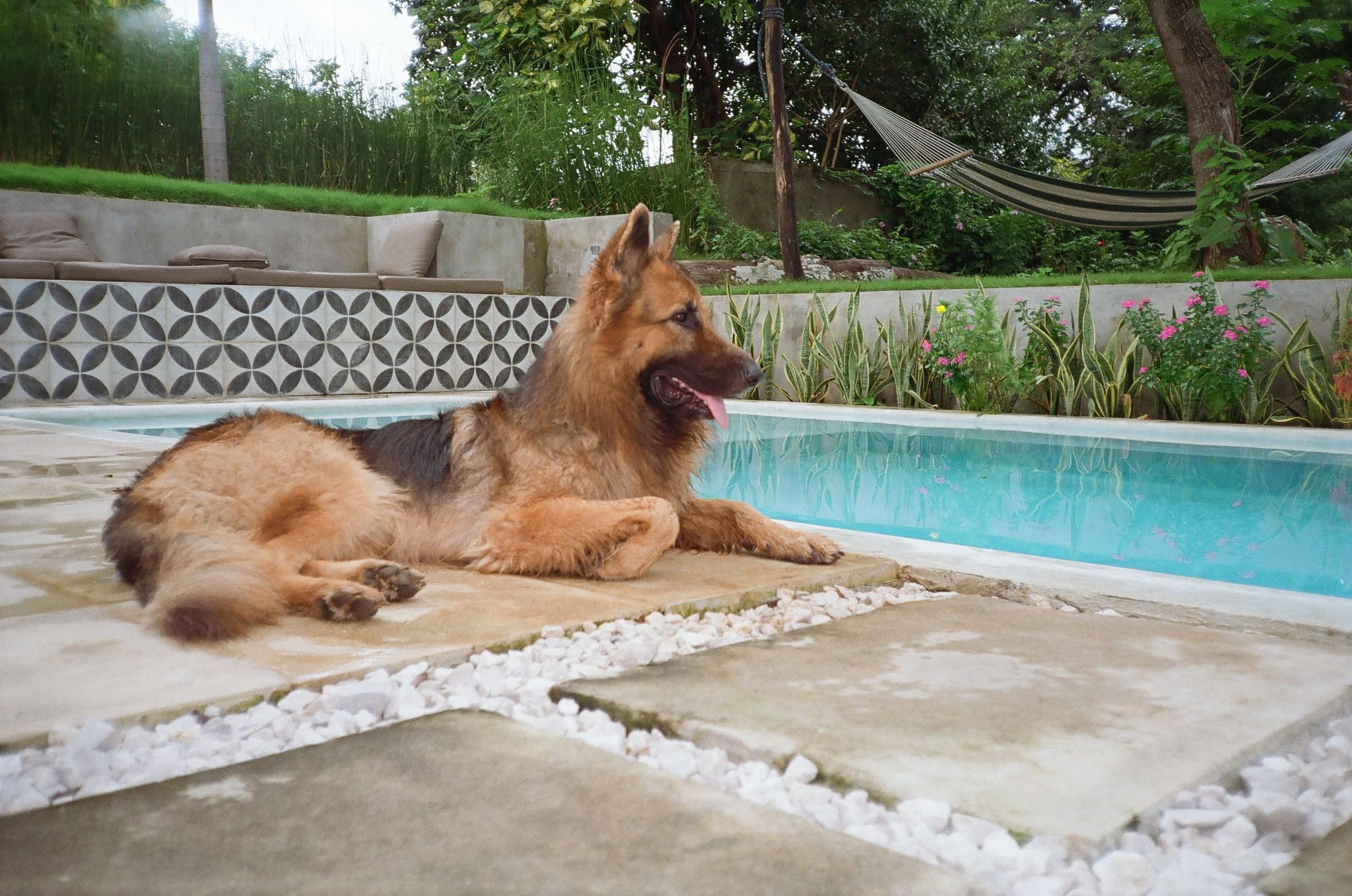 German Shepherd dog relaxing by the pool at Waves & Wifi