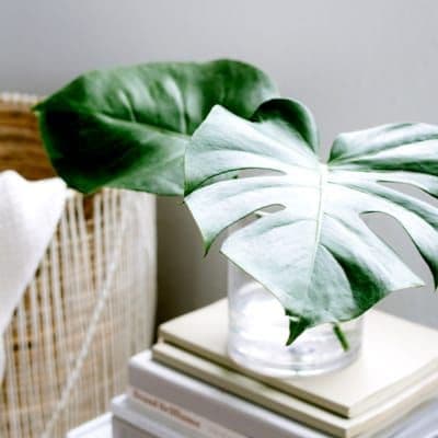 Community at Waves & Wifi Popoyo