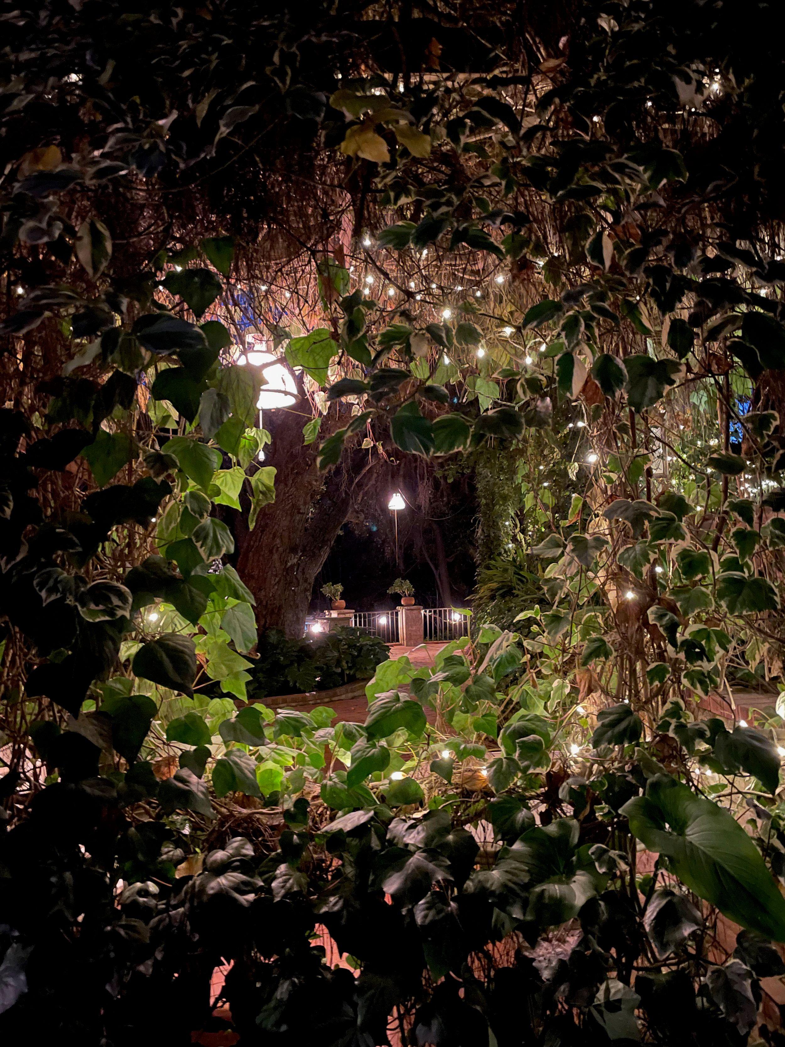 Nighttime outdoor scene viewed through dense ivy and leaf foliage with string lights and a lamp illuminating a pathway and garden area