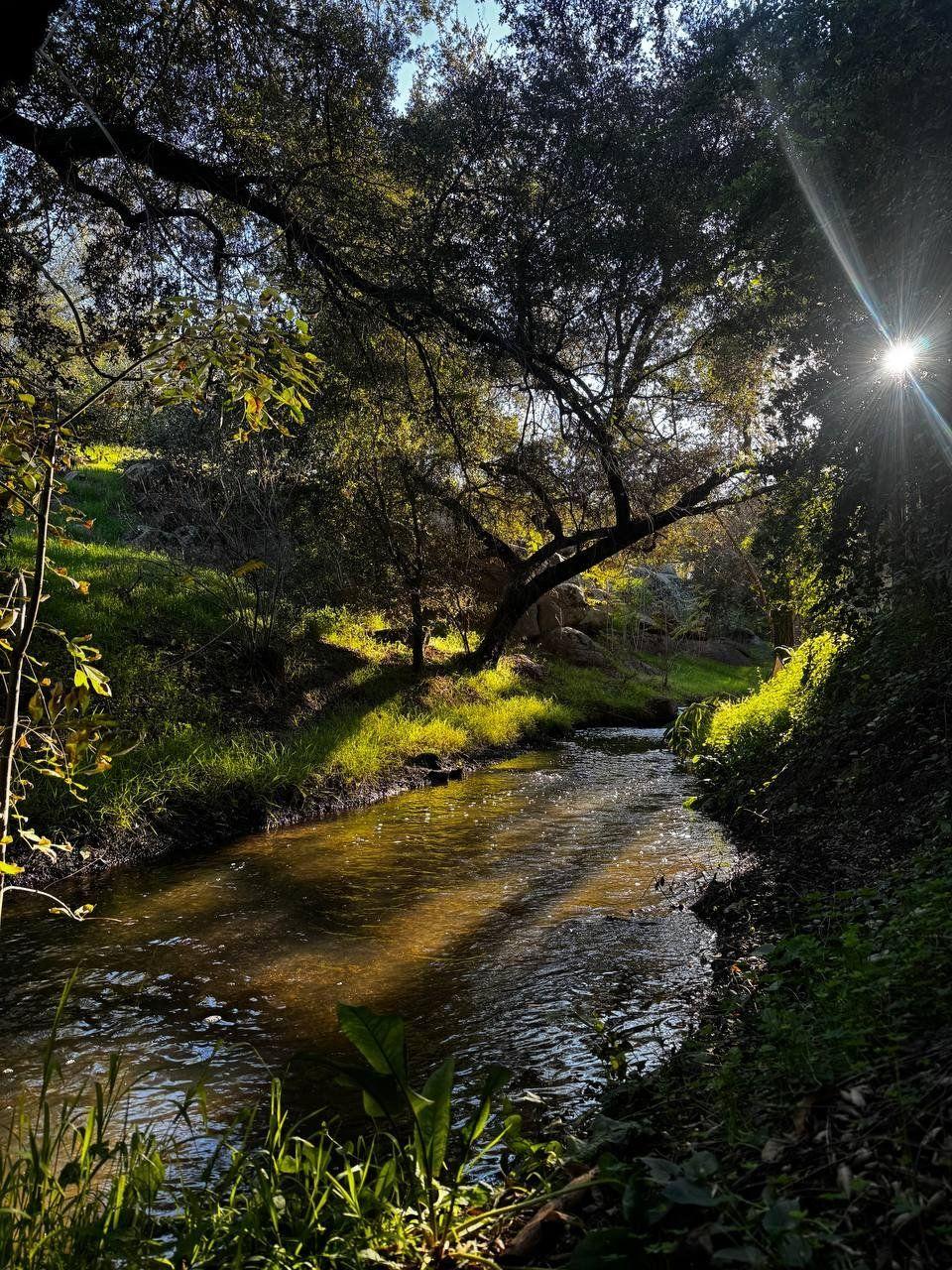 Creek Morning View