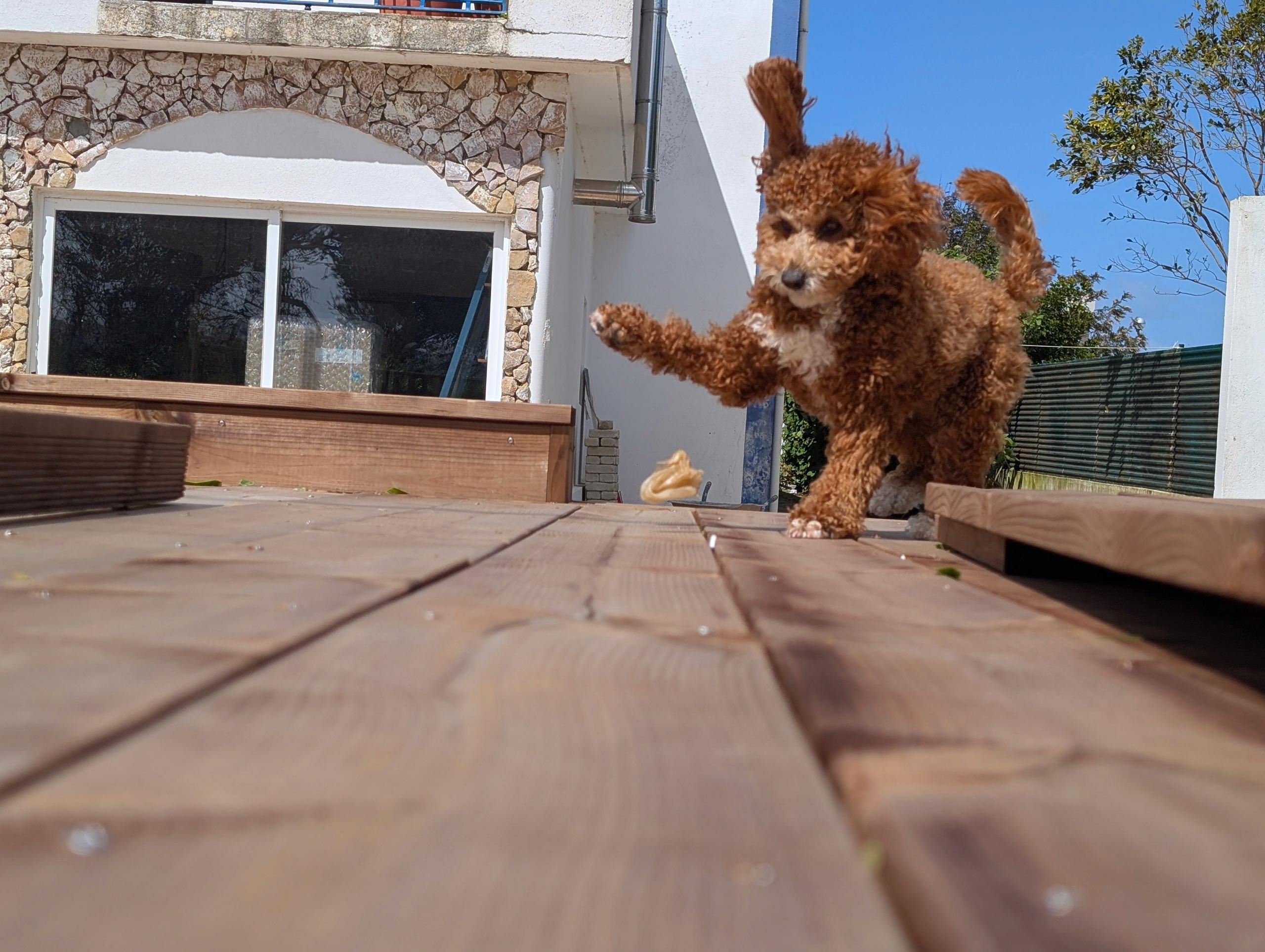 Photo of medium brown dog Paddington playing at Wild Souls coliving's backyard deck